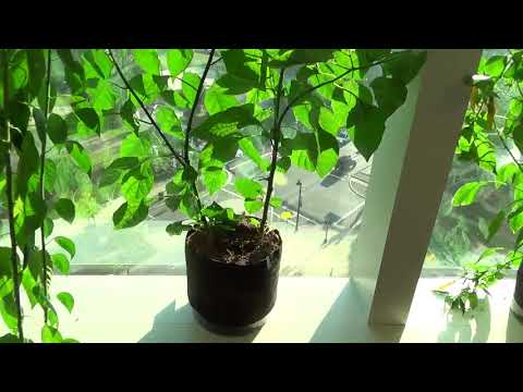 Video: Growing Peppers On A Windowsill