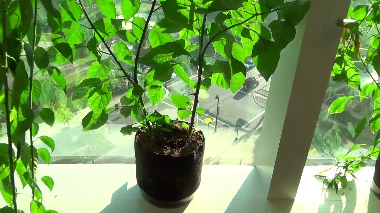 Grow Hot Peppers Indoors in a Window