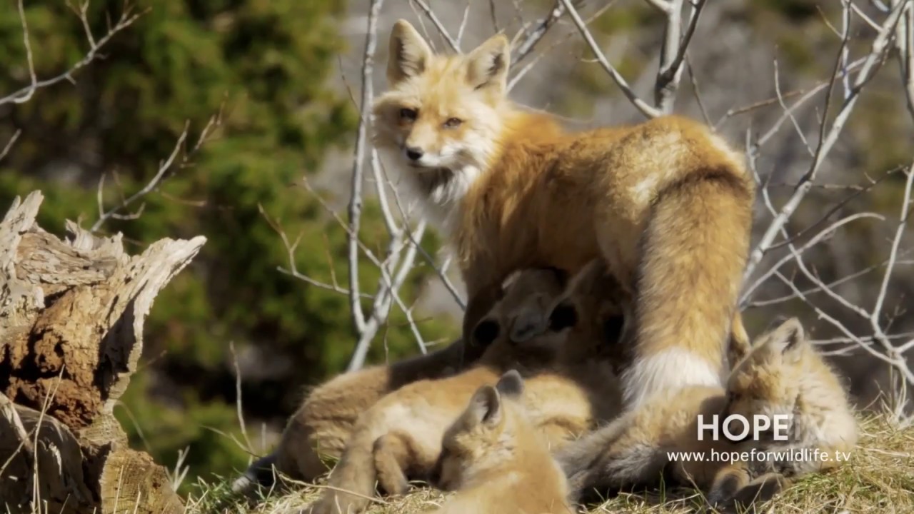 HOPE TV where people and wildlife meet YouTube