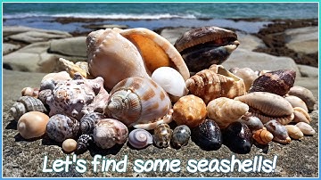 Finding Seashells at Low Tide | Cape Moreton Volute [Virtual Shelling]