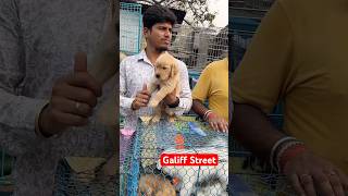 galiff street pet market | dog market Kolkata #shroud #dog #petmarket #galiffstreet