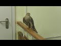 Hawk flew into a business center, Moscow January 2021
