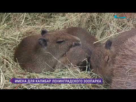 В Ленинградском зоопарке выбирают имя для капибар