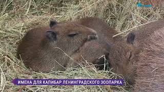 В Ленинградском зоопарке выбирают имя для капибар