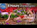  8 hours of birds uninterrupted cat tv  and squirrels feeder and a birdbath 4k cattv