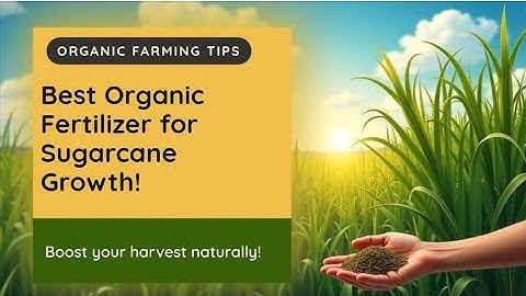 Best Organic Fertilizer for Sugarcane Crop | Increase Yield Naturally