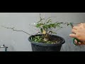 Proses Pruning Bahan Anting Putri Kecil