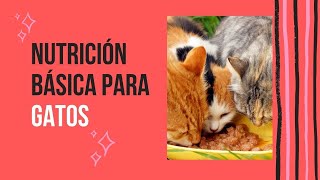 Nutrición Básica Para Gatos by RINCON DE LOS GATOS 213 views 2 years ago 7 minutes, 23 seconds