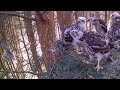 Kanakull Accipiter gentilis~Threat on the nest tree! Arrival parent~7:22 AM 2022/06/06