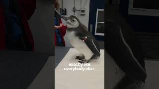 How SeaWorld Identifies Penguins!