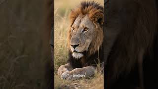 Kora Safari Guide 140 #africansafari #indiansafari #wildlife