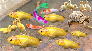Động vật dễ thương, vịt con , rùa , cá chép koi , cá sú , cá hồi , cá beta , cá bống , cá rô