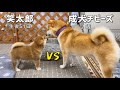 生後51日目の柴犬子犬に成犬２歳チビーズ４匹がド緊張で空回りw