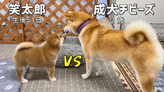 生後51日目の柴犬子犬に成犬２歳チビーズ４匹がド緊張で空回りw