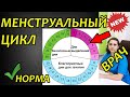 Менструальный цикл: норма, сбои, нарушения. Сколько дней длятся месячные