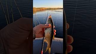 на червя голавль #рыбакиkz #fishing #рыбалыч #голавль