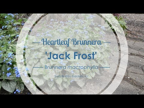 Video: Brunnera jack frost əkmək nə vaxt lazımdır?