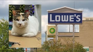 Celebrity Francine returns! Lowe's cat back in Richmond after accidental truck ride Profile
