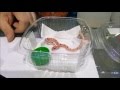 Alimentación corn snake bebes
