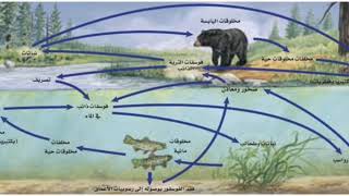 مشروع البيئة