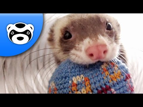 Cat and Ferret Matching Pfp Cristmas