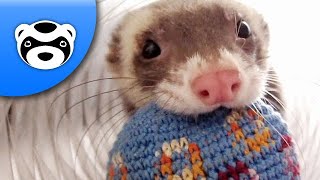 Cute Ferret Loves his Toy — Love at first Bite!