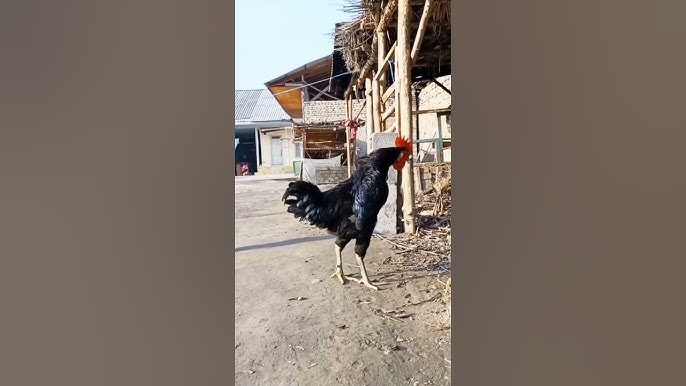 Gigant qora xoroz uch marta kirishi