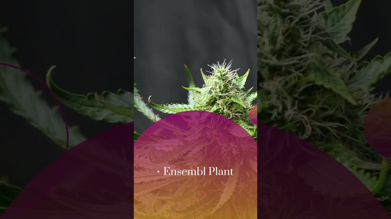 Websites for Plant Bioinformatics