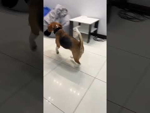 Хочешь бигля?🐶