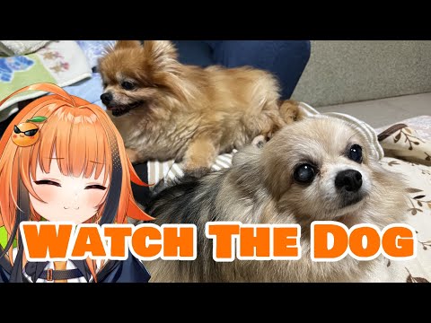 【Chat】It's time to chat while watching dogs.