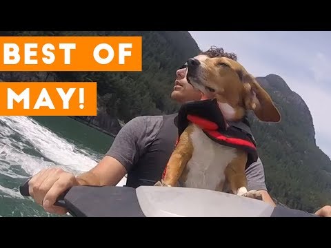 ultimate-animal-reactions-&-bloopers-of-may-2018-|-funny-pet-videos