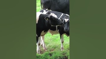 Cheddar Day – February 13th - Part 1