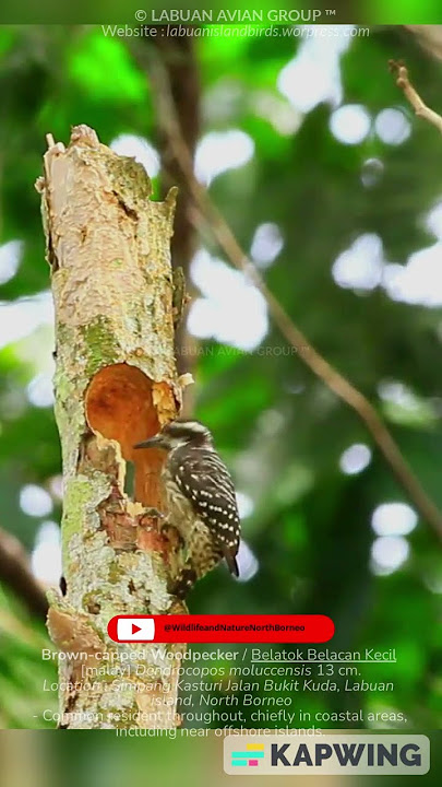 Sunda Pygmy Woodpecker / Belatok Belacan Kecil [malay] (Dendrocopos moluccensis) #nature #wildlife