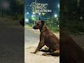 End...का फनी सीन है #youtubeshorts #shorts #trending #funny #dog