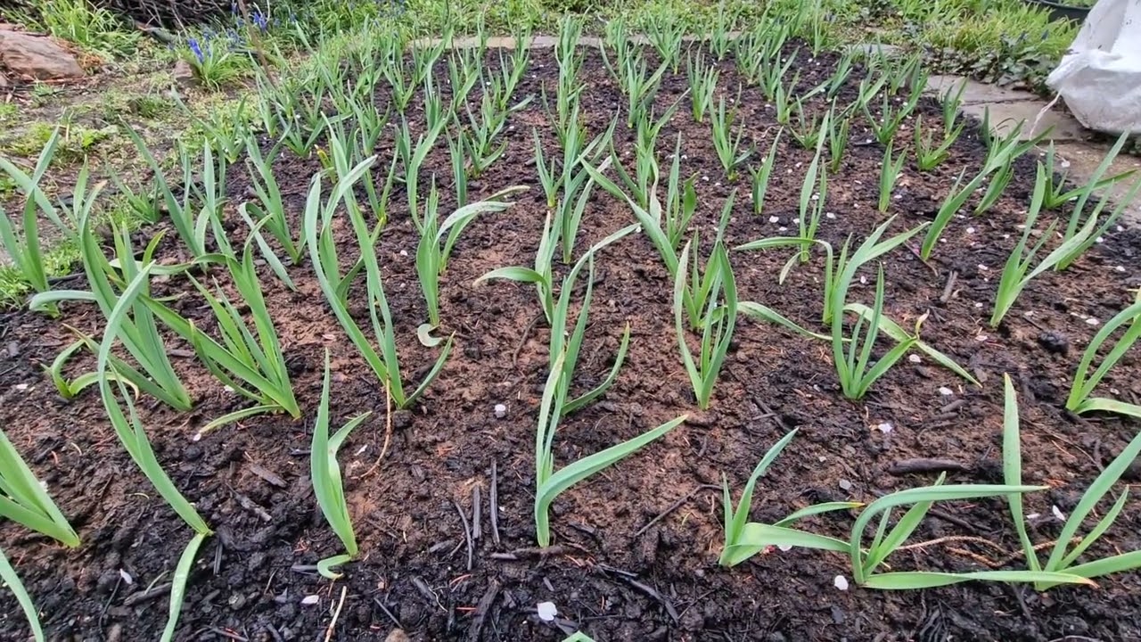 Pěstování česneku - pár rad, kde sehnat nejlepší informace