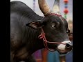 Veeran’s Devotion – Jallikattu Bull’s Journey to Palani #bull