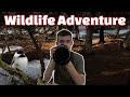 Finding Wildlife in the Forest