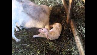 Sheep Giving Birth To Triplets 2-10-2011.Wmv