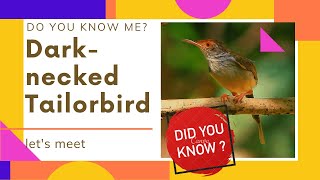 Dark-necked tailorbird facts 🦜 found in Bangladesh 🇧🇩 Northeast India 🇮🇳 and Southeast Asia