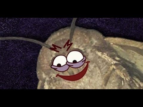 moth-memes-compilation-::-laaaaaampp