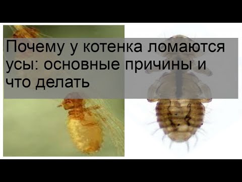 Почему у котенка ломаются усы: основные причины и что делать