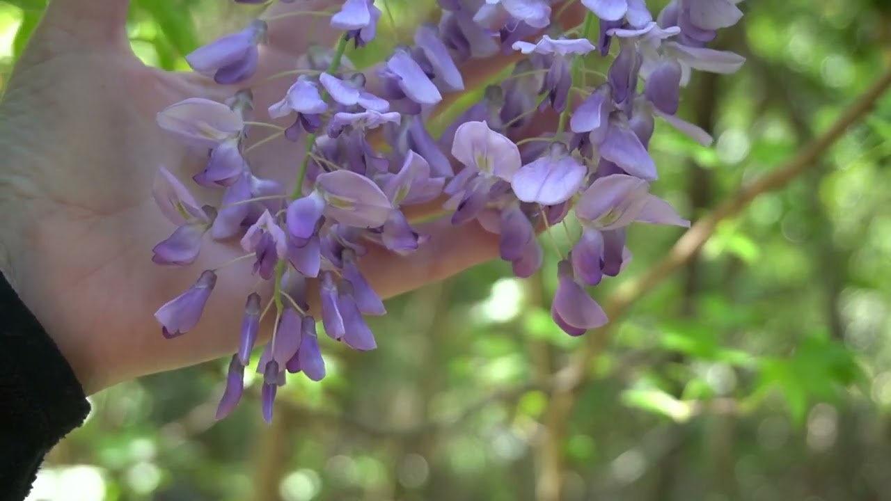 Wisteria (Invasive)