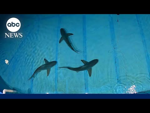 How researchers are experimenting with curbing human-shark interactions.