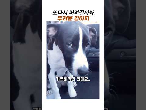 보호소 입양 첫날 또 버려질까 두려운 강아지#유기견#보호소 입양#감동 동물 thumbnail