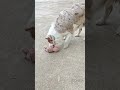 XZEZE 반려동물 곰돌이 소리나는 강아지 장난감 #강아지장난감#coupang #강아지용품