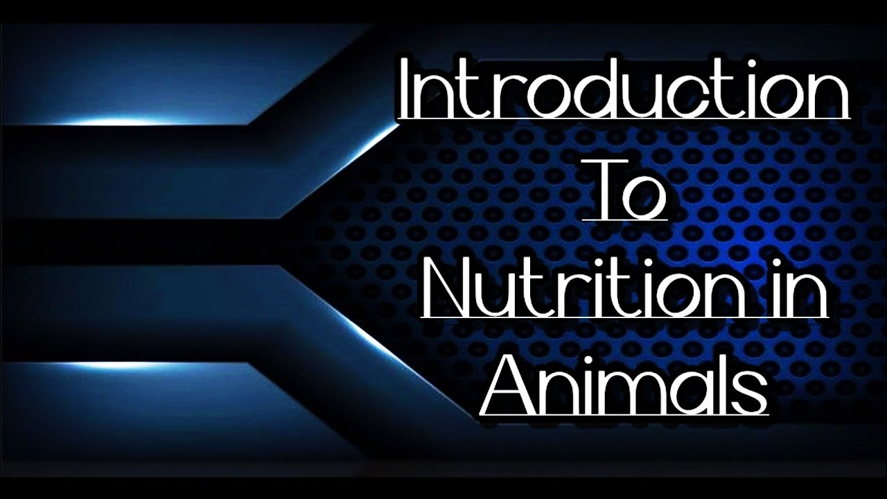 Introduction to Nutrition in Animals (Biology standard 7th ) YouTube