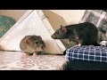 Как научить крысу отзываться на имя? 🐀