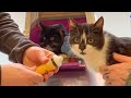 First vaccination of rescued cats | Uni and Nami
