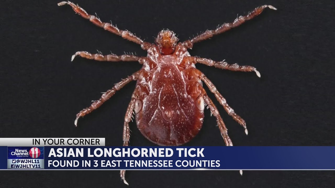 Real how to handle the rise of ticks in Tennessee