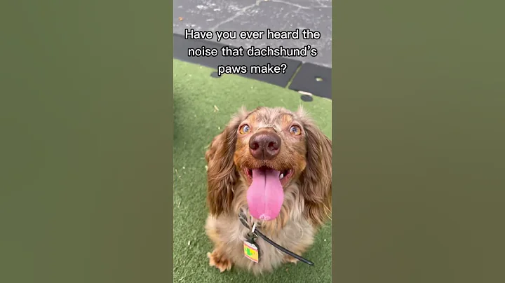 Dachshunds paws 🐾 #youtubeshorts #shortvideo #ytshorts #comedy #funny #shorts #dog